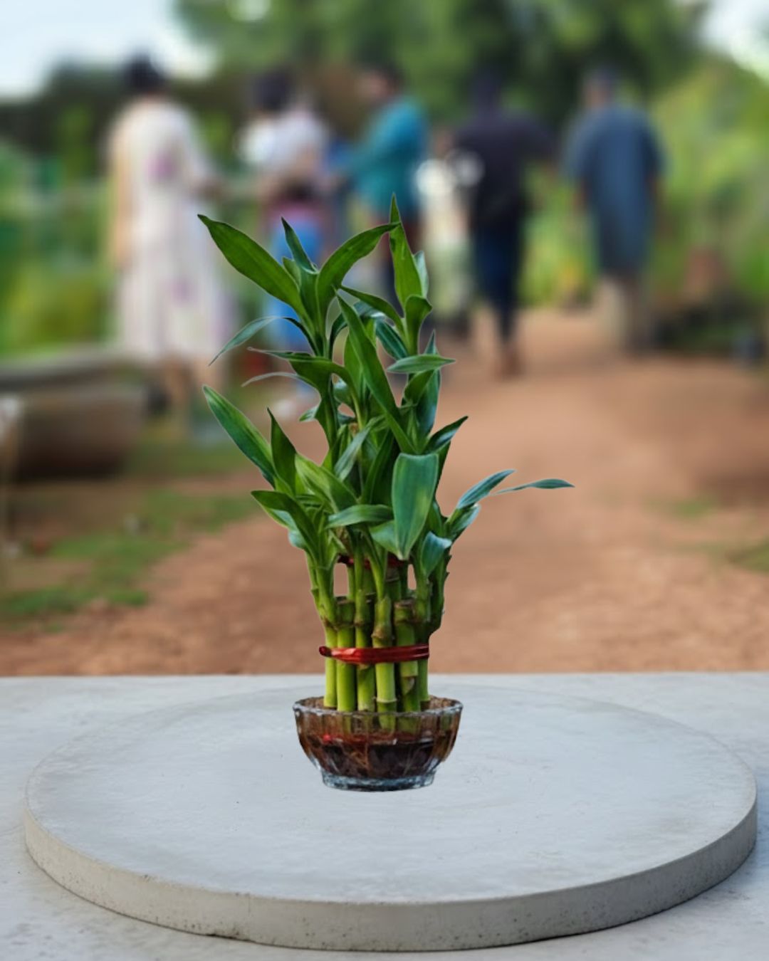 Lucky Bamboo 2 Layer