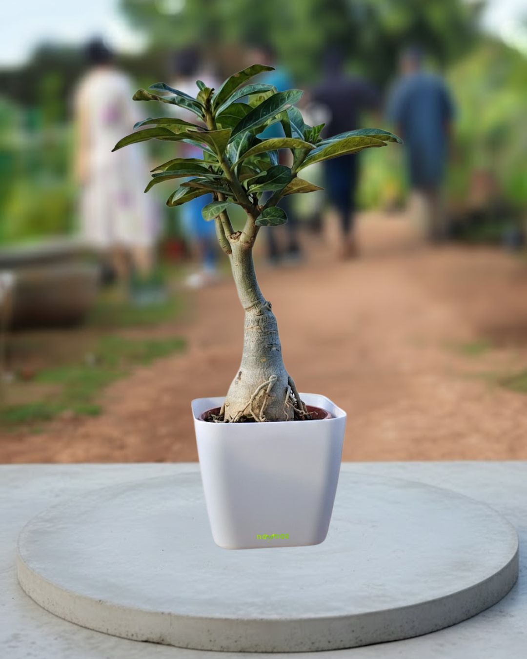 Adenium Bonsai