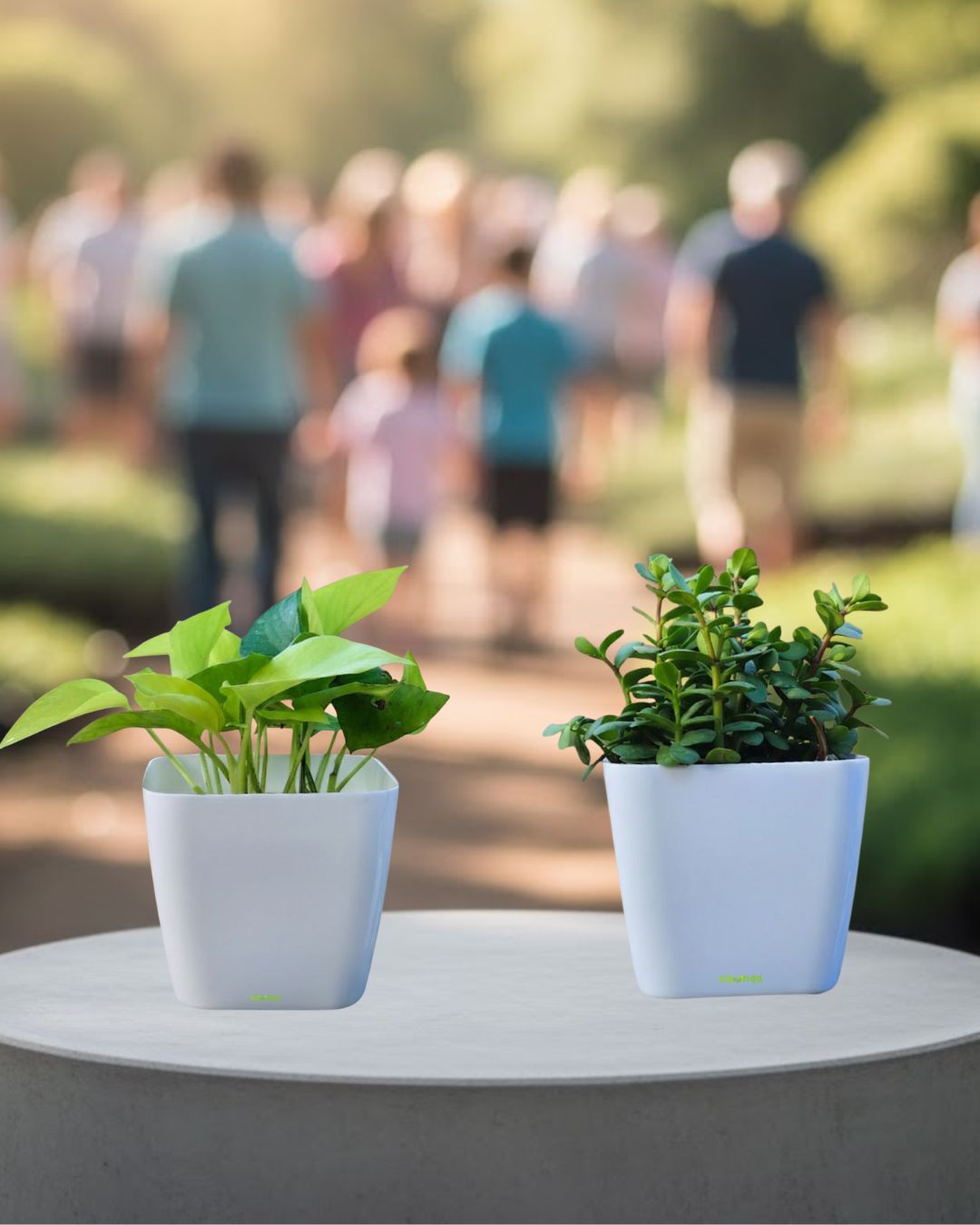 Twin Combo – Jade & Money Plant