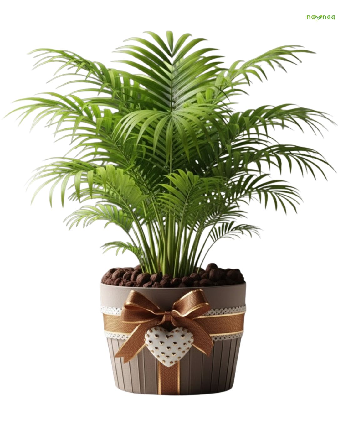 ARECA PLANT (OR) RUBBER (OR) BOSTON FERN + DESIGNER POT + COMPANY BRANDING