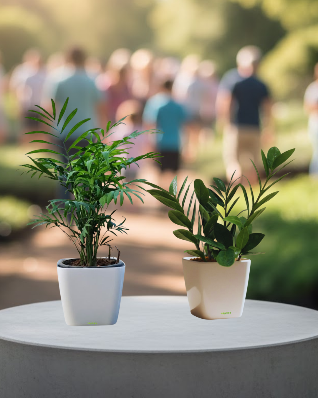 Premium Twin Combo – Areca Palm & ZZ Plant