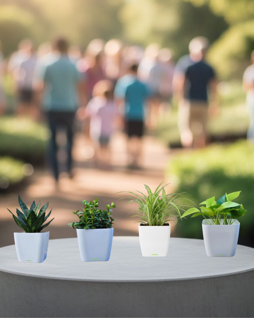 Ultimate Green Combo – Snake, Jade, Spider & Money Plant