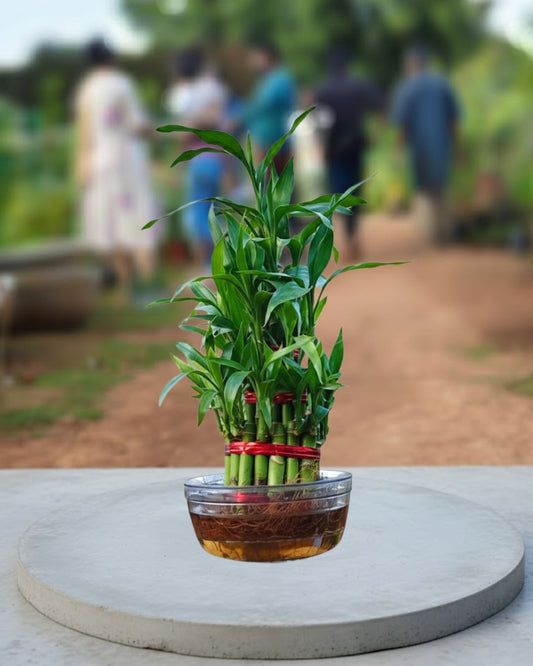 Lucky Bamboo 3 Layer