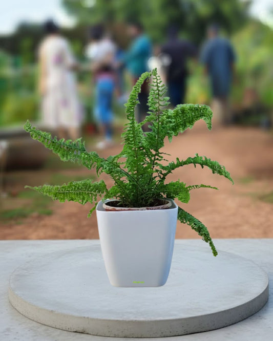 Boston Fern
