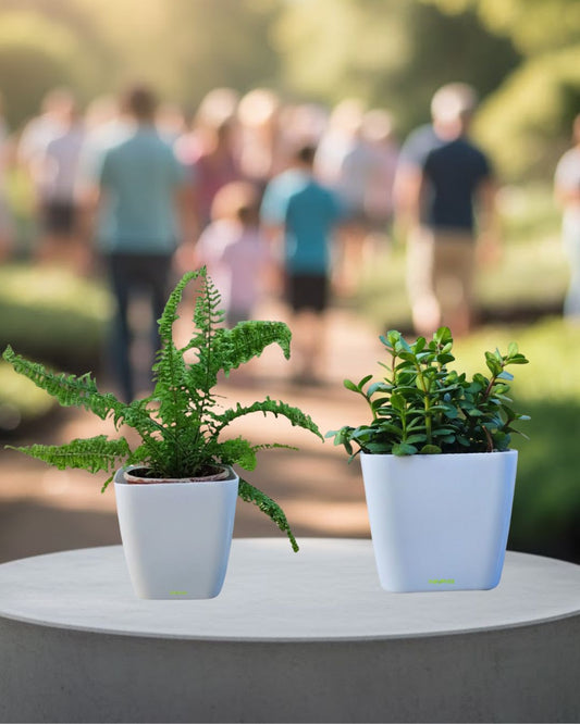 Twin Combo – Jade & Boston Fern