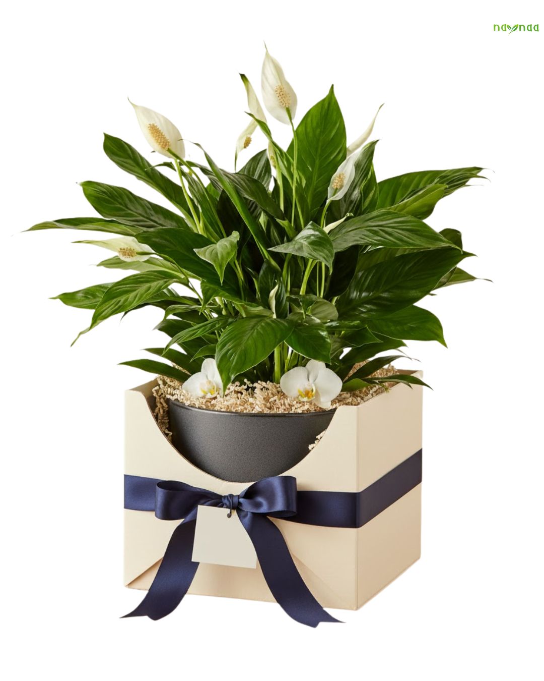 PEACE LILY (OR) PARLOUR PALM (OR) LUCKY BAMBOO 3 LAYER (OR) DIEFFENBACHIA + DESIGNER POT + BRANDING