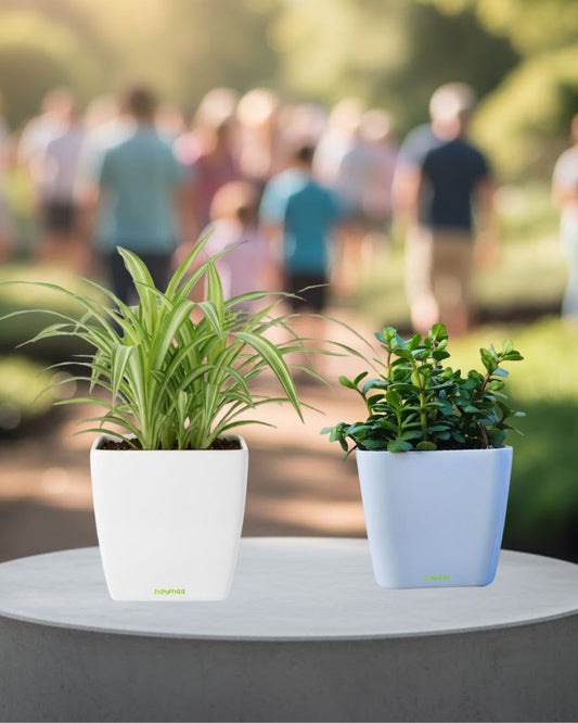 Twin Combo – Jade & Spider