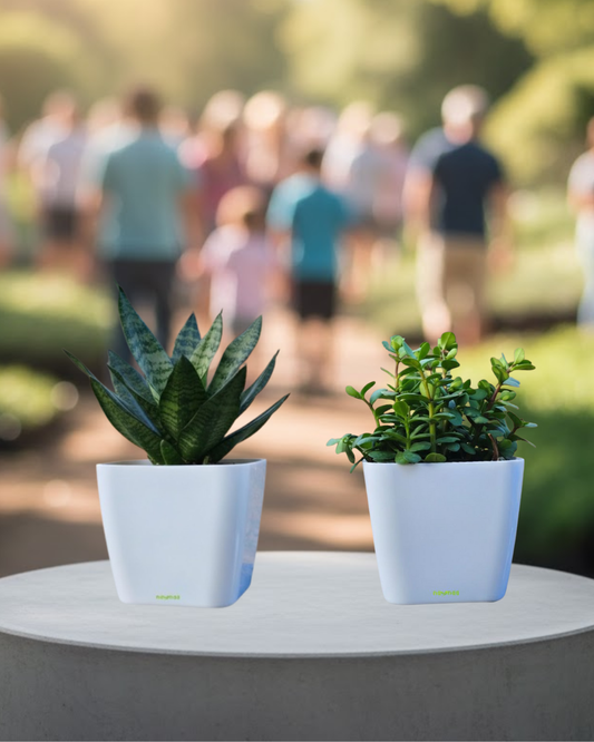 Twin Combo – Snake & Jade