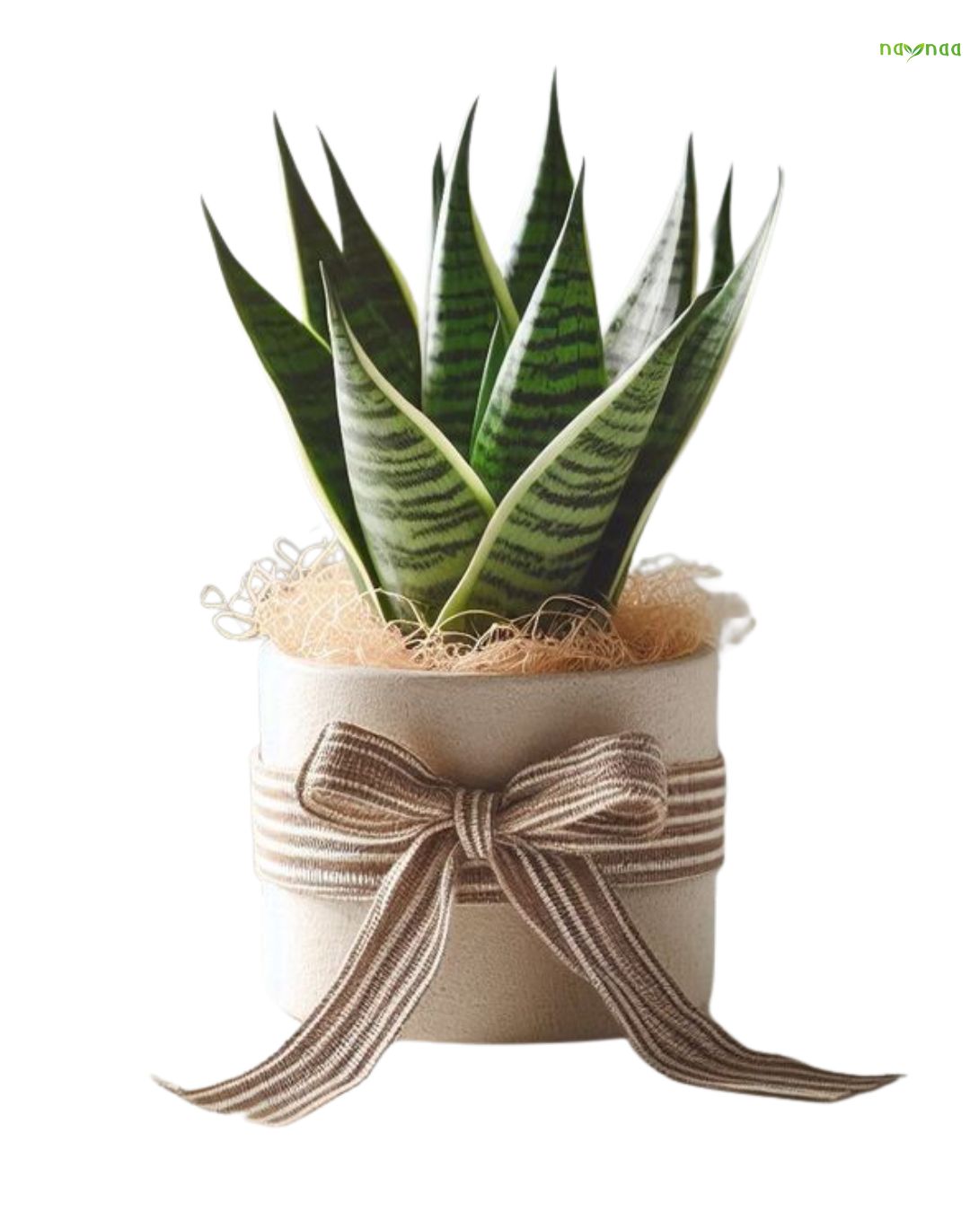 SNAKE PLANT (OR) MONEY PLANT (OR) SPIDER PLANT + DESIGNER POT + COMPANY BRANDING