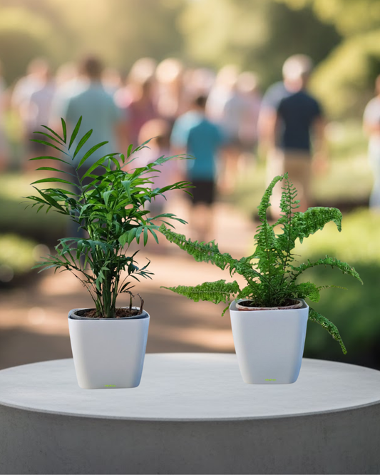 Premium Twin Combo – Areca Palm & Boston Fern