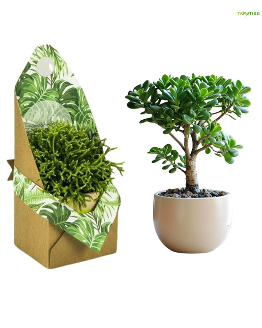 JADE PLANT + DESIGNER POT + COMPANY BRANDING