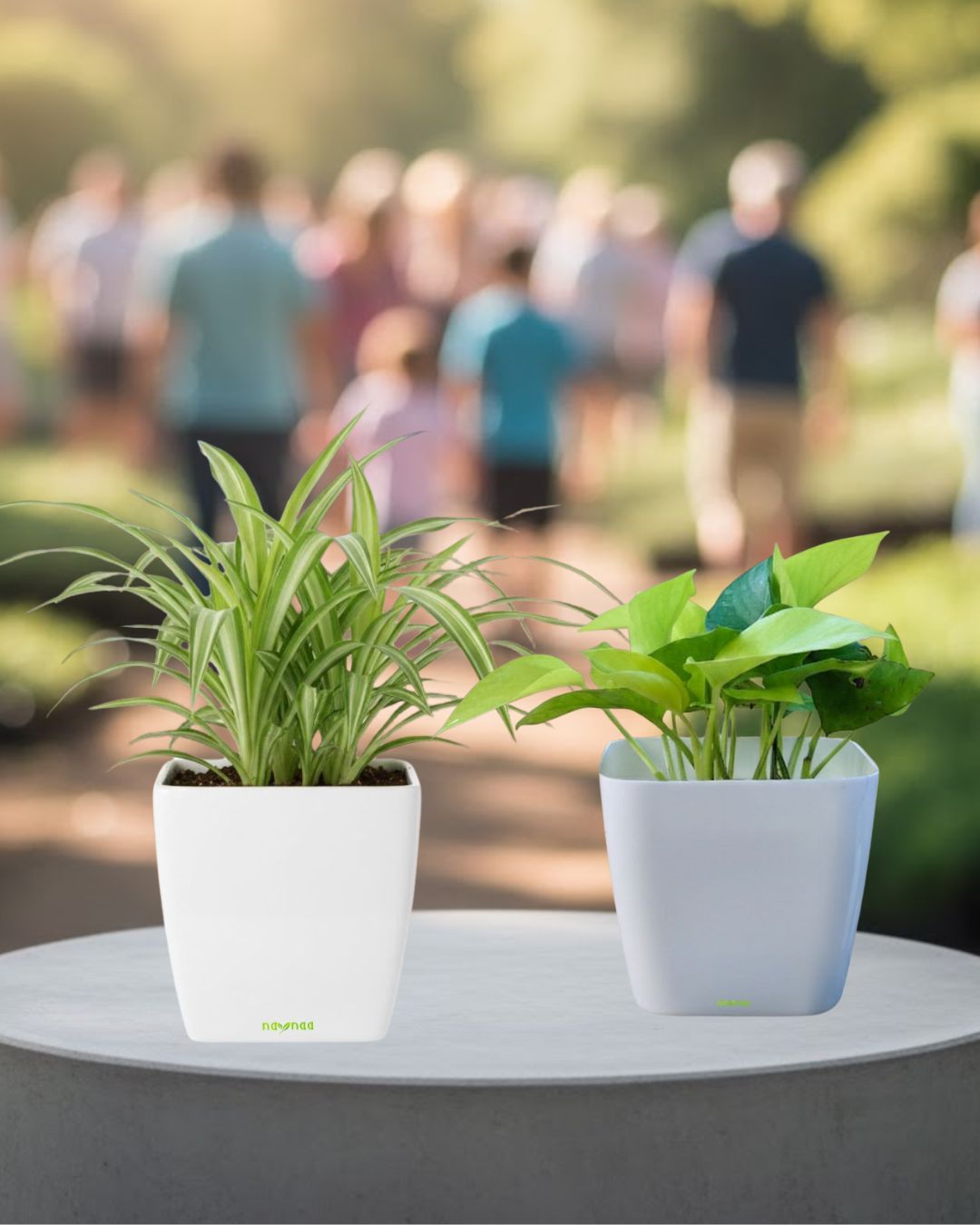 Twin Combo – Spider Plant & Money Plant