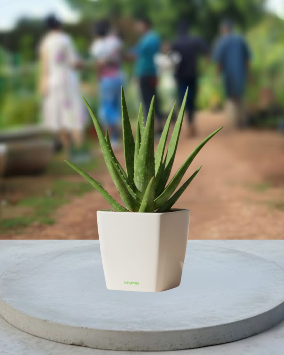 Aloe Vera