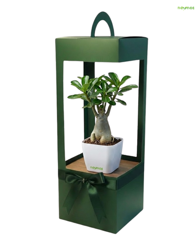 BONSAI (OR) AGLAONEMA (OR) CALATHEA + PREMIUM POT + BRANDING