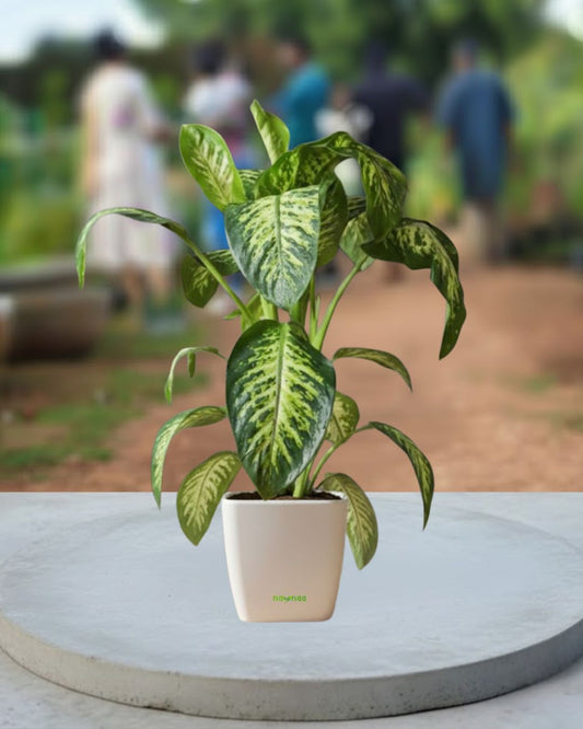 Dieffenbachia