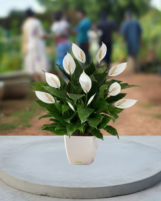 Peace Lily
